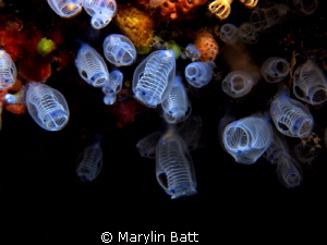 Tunicates light up a cave like Christmas tree lights. by Marylin Batt 